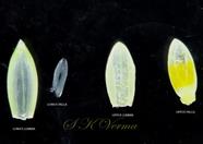  Parts of floret